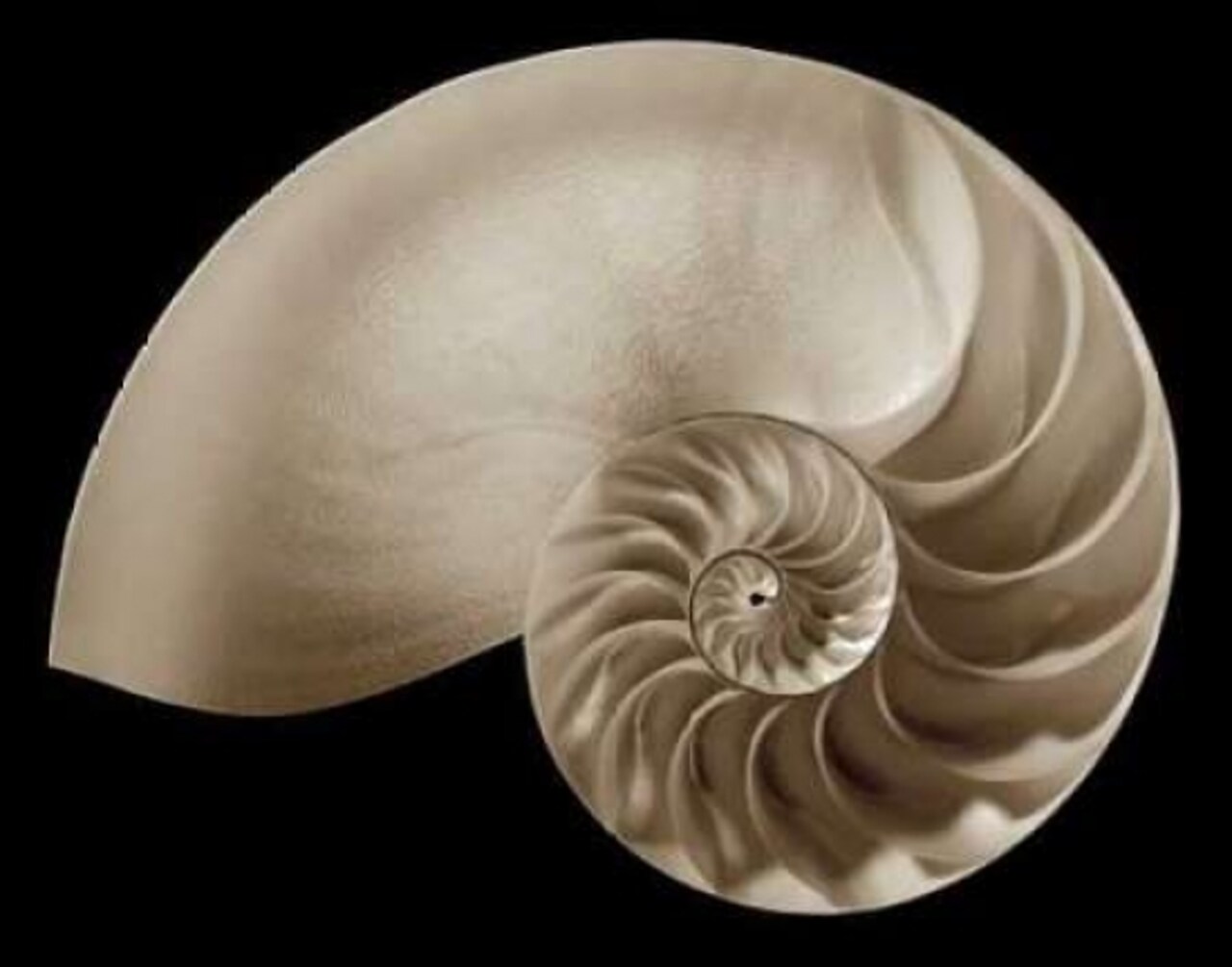 Ocean Keepsake II Poster Print by Charles Britt - Item # VARPDX5536